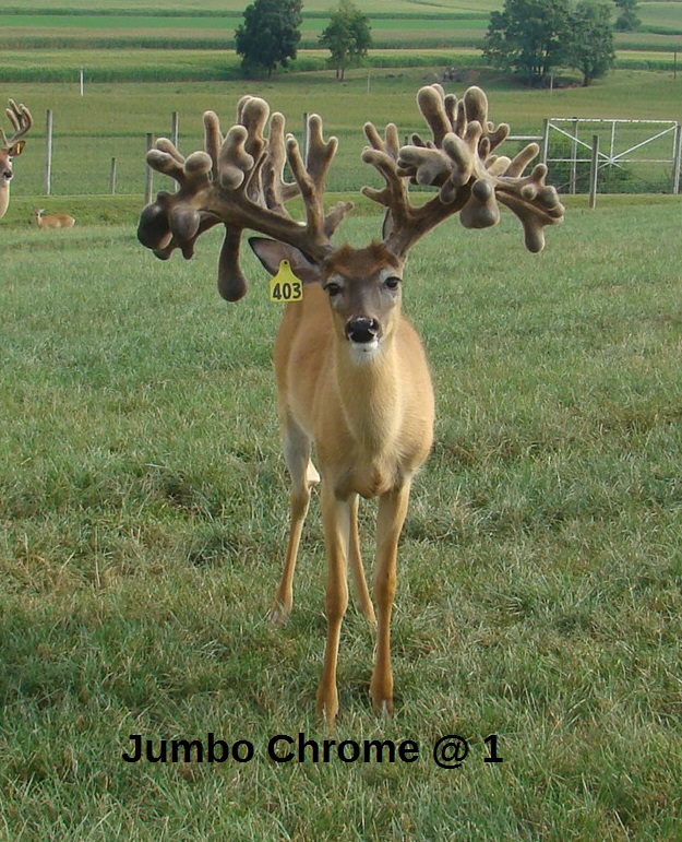 Jumbo Chrome Whitetail Buck