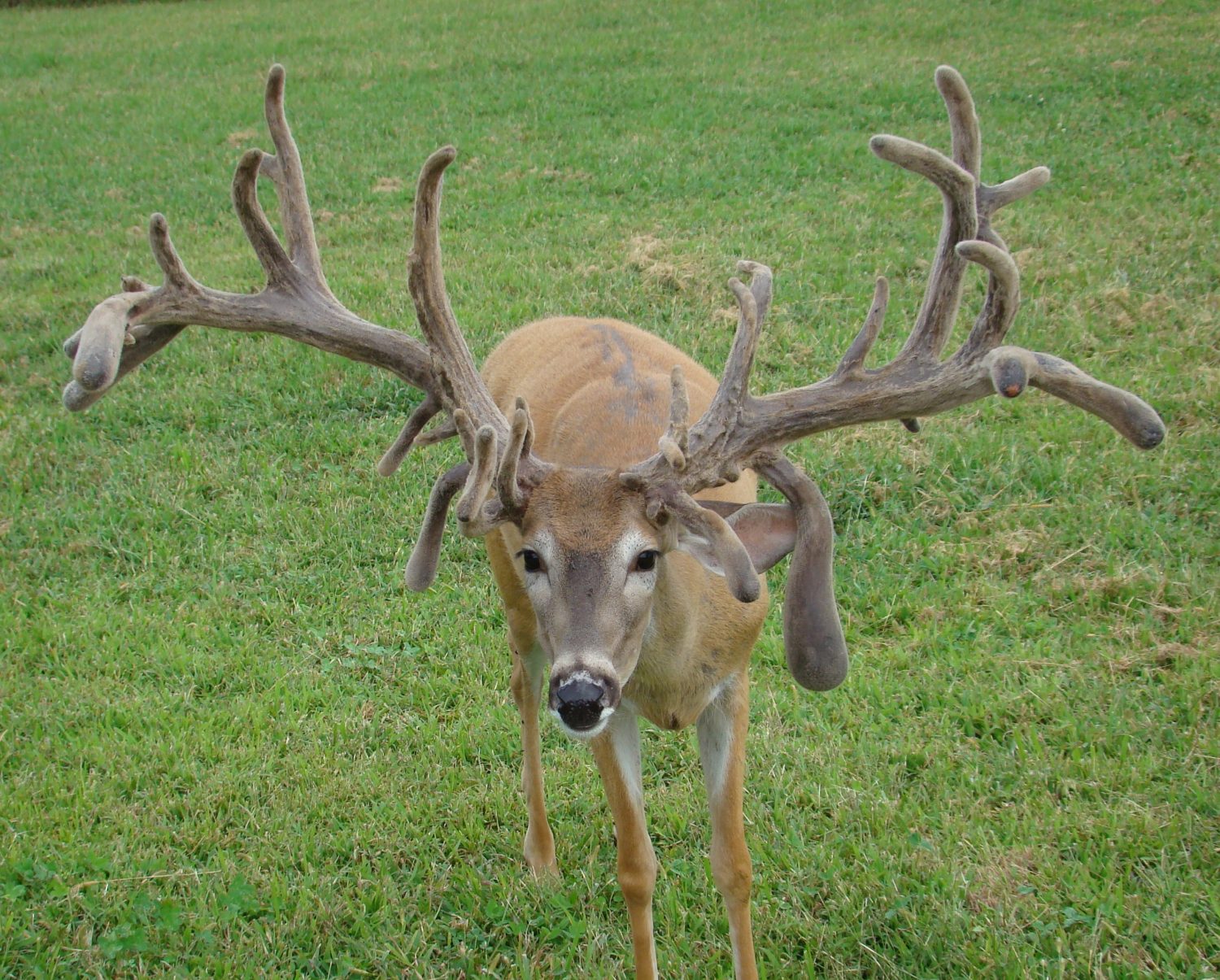 Red 20 Whitetail Buck