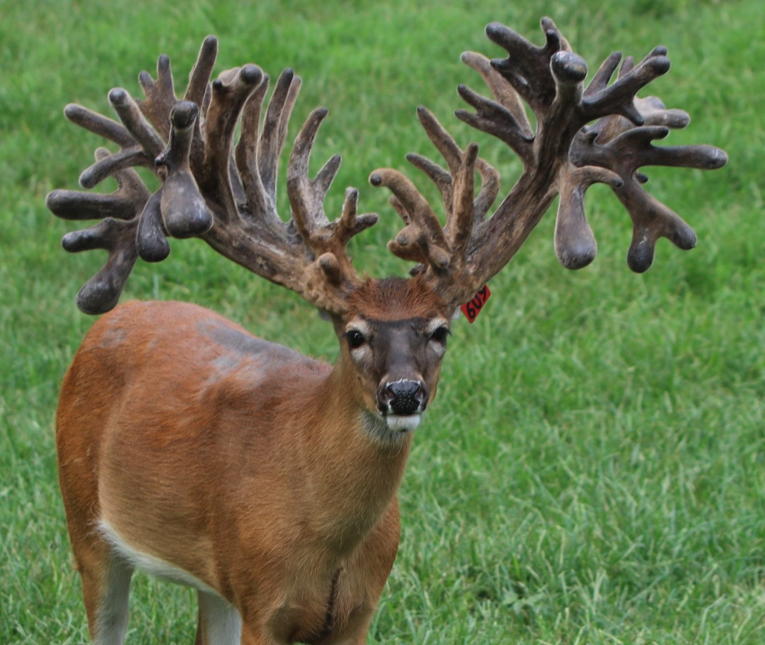 Red 609 Whitetail buck at age 2