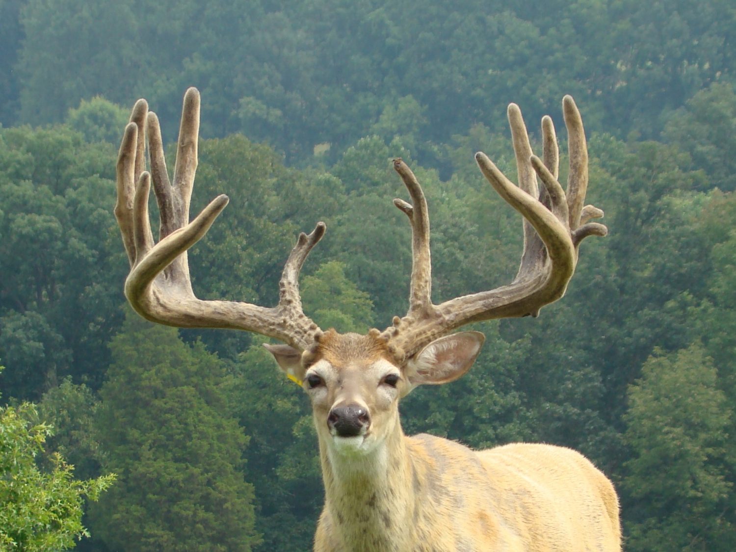 Southern Boy Whitetail Deer
