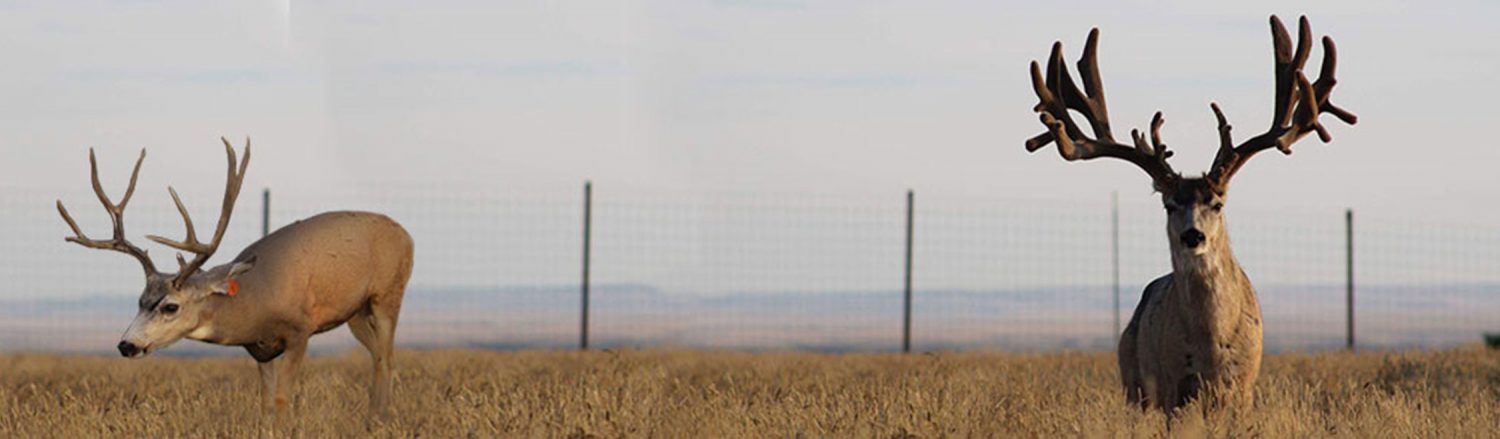 mule-deer-banners Mule Deer Breeder Banner
