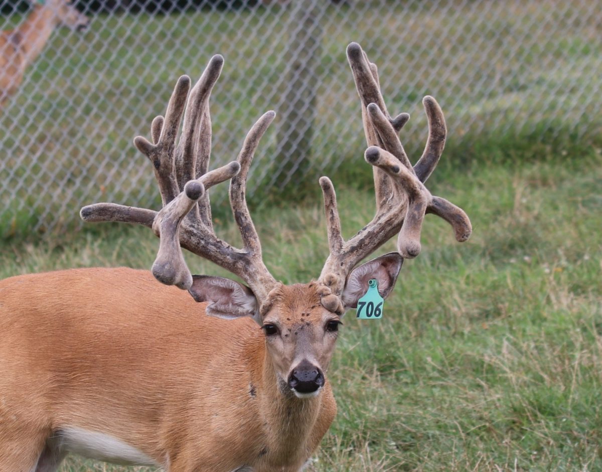 Blue 706 Production Buck at age 2