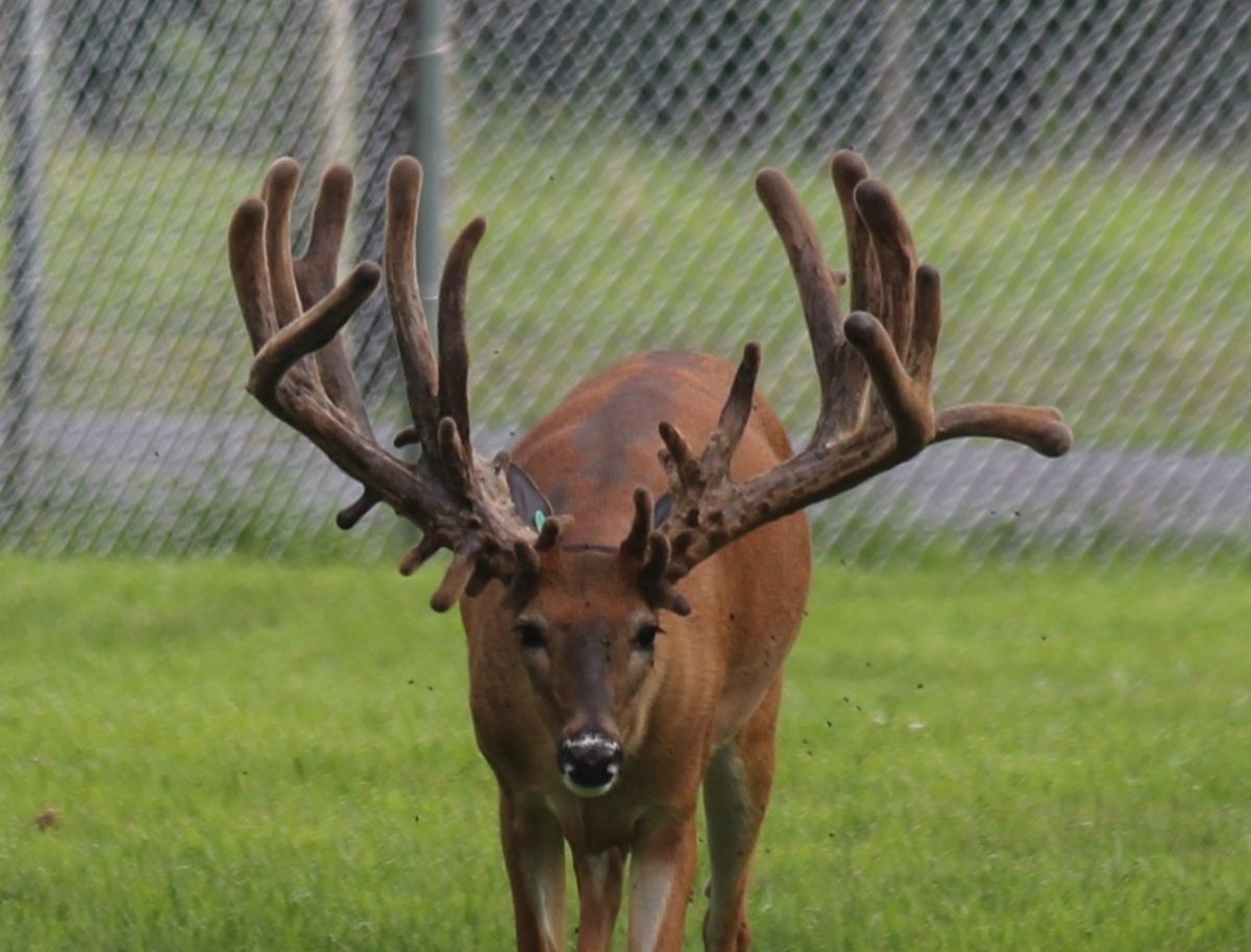 Blue 714 Production Buck at age 1