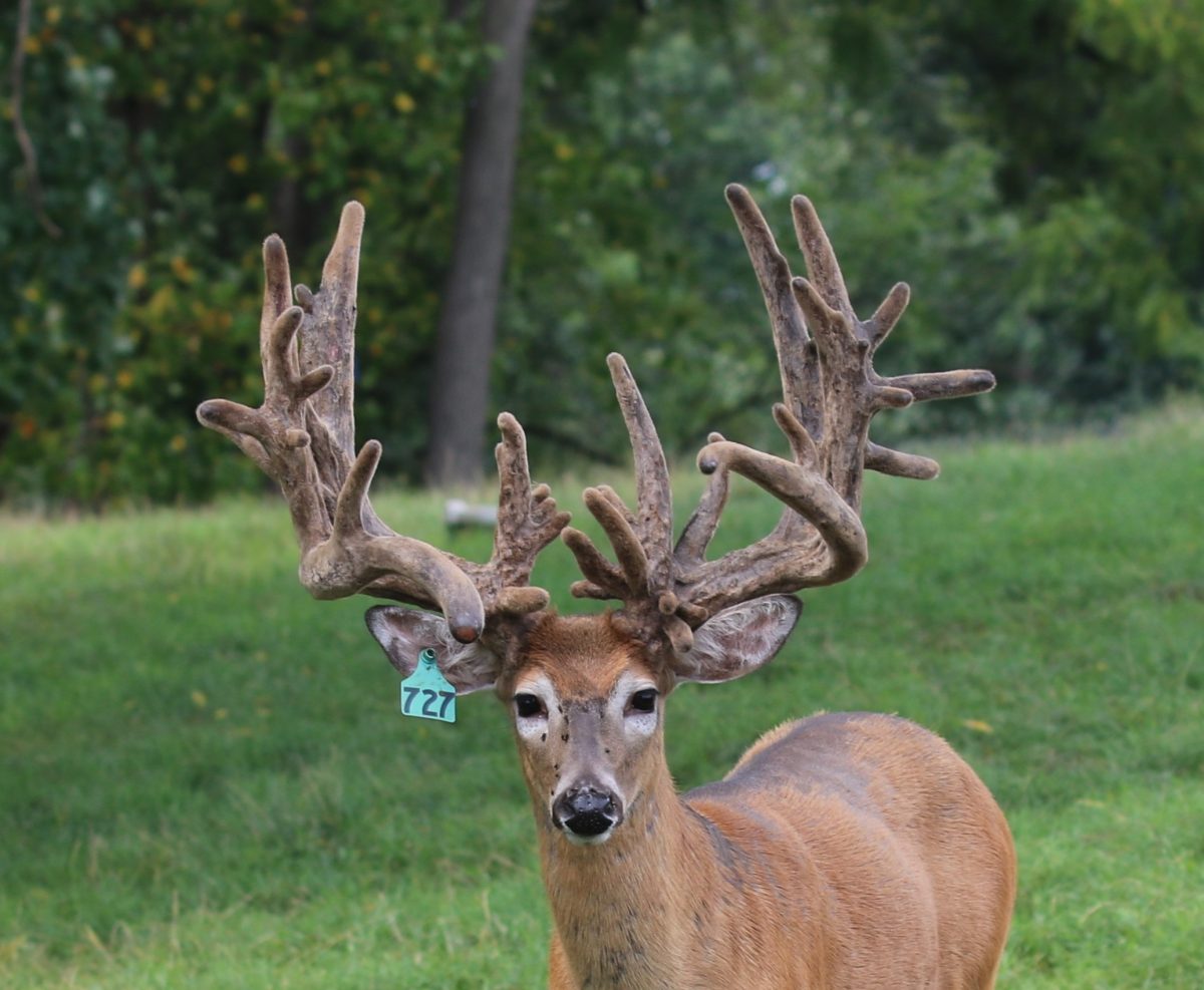 Blue 727 Production Buck at age 2