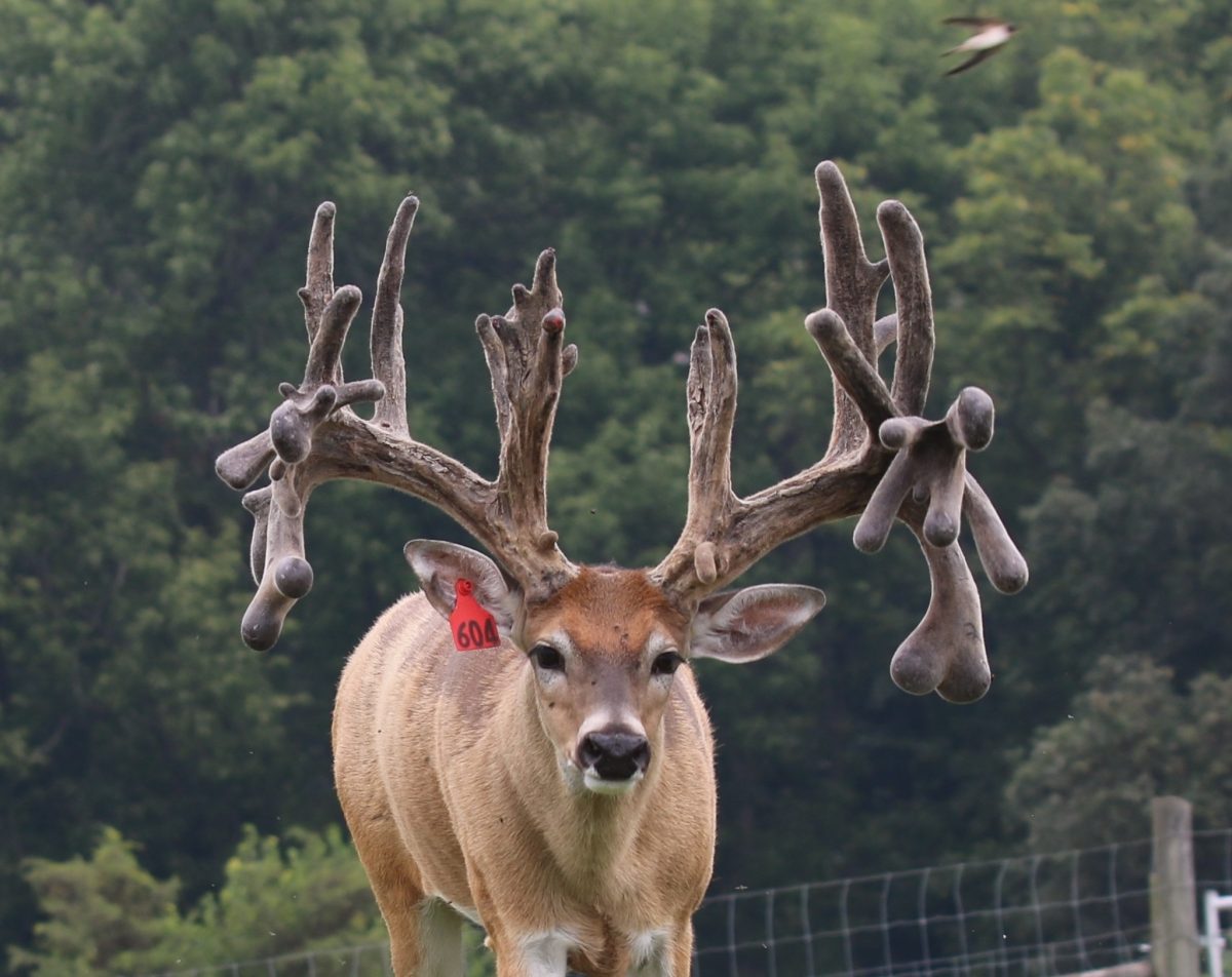 Red 604 Production Buck at age 3