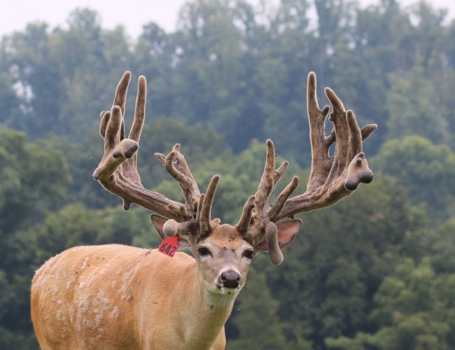 Red 642 whitetail at age 3