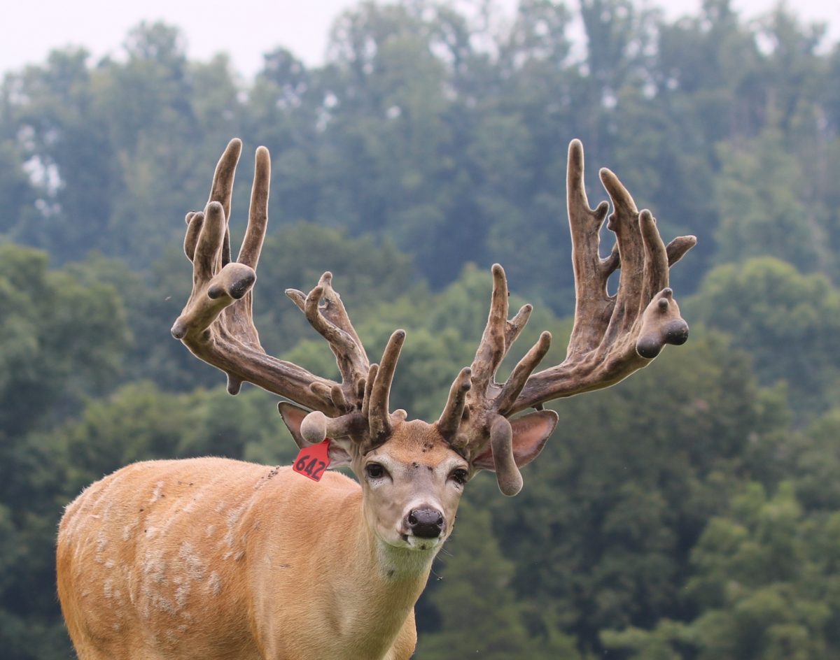 Red 642 whitetail at age 3