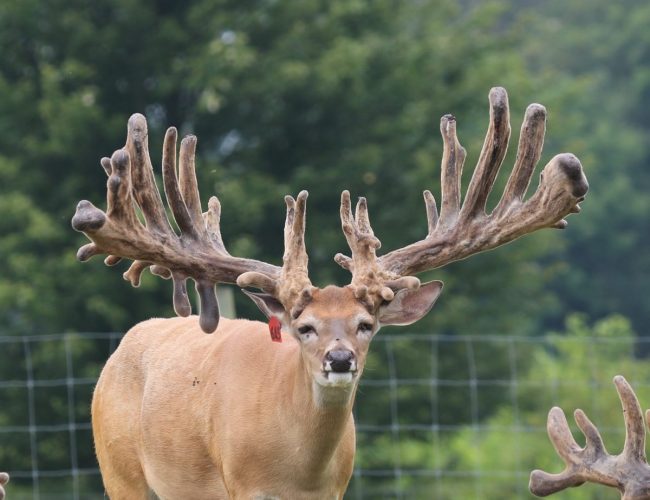 Red 645 whitetail at age 3