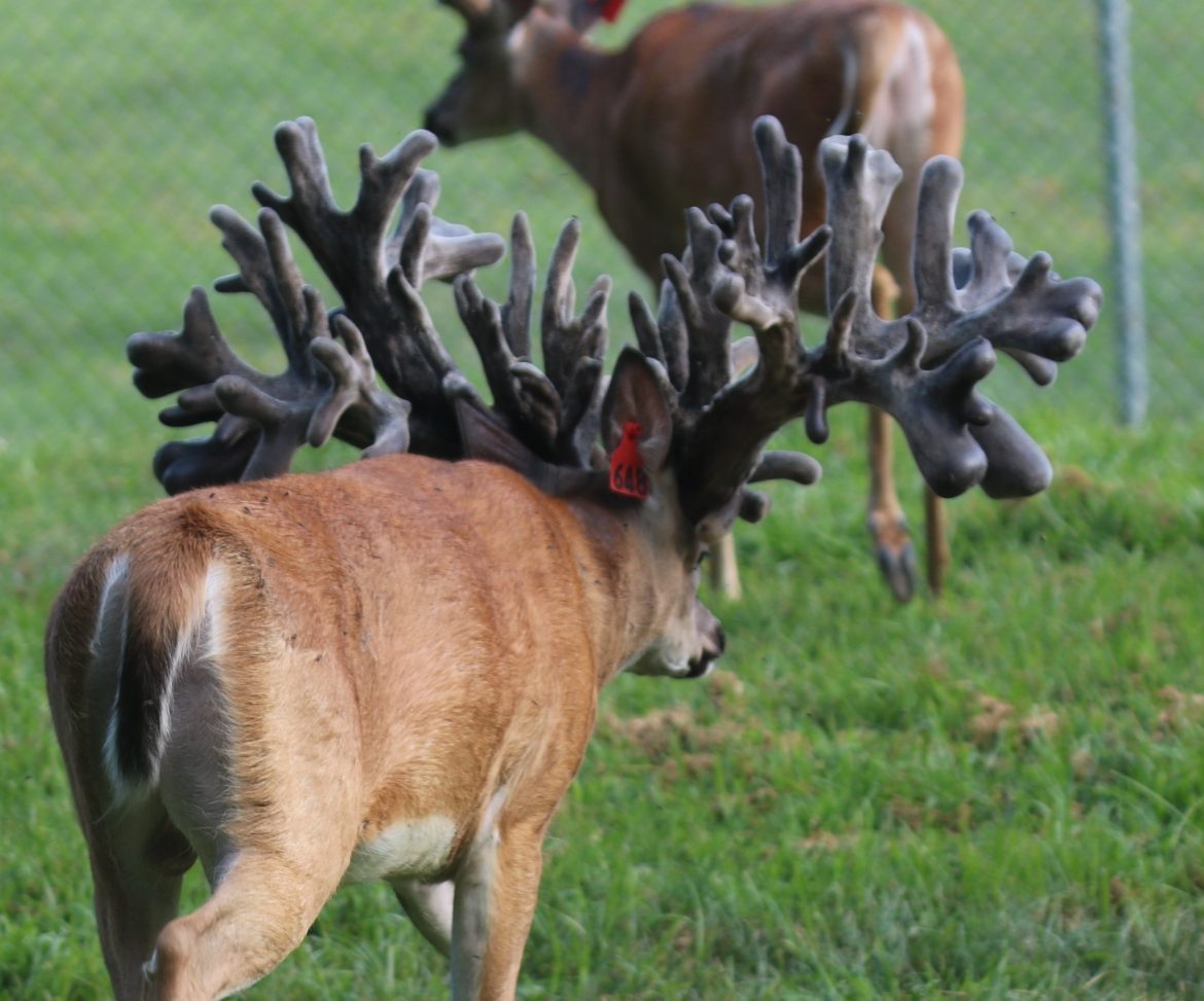 Production - Rocky Ridge Whitetails