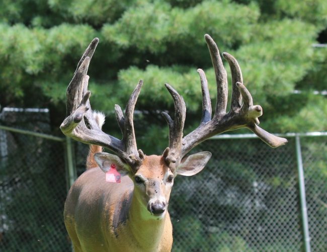 Red 659 Whitetail at age 3