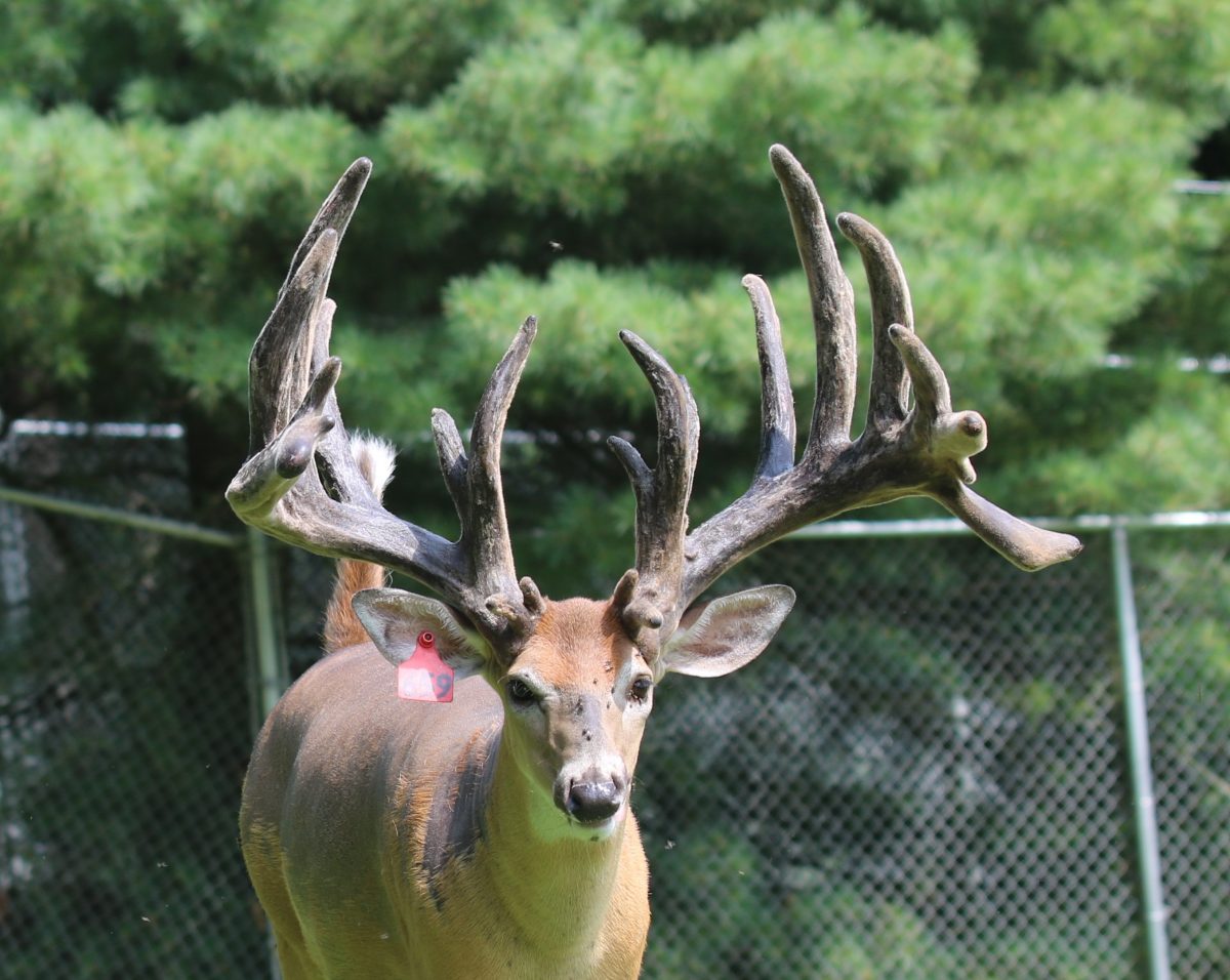 Red 659 Whitetail at age 3