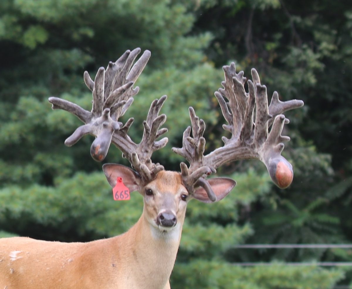 Red 665 Production Buck