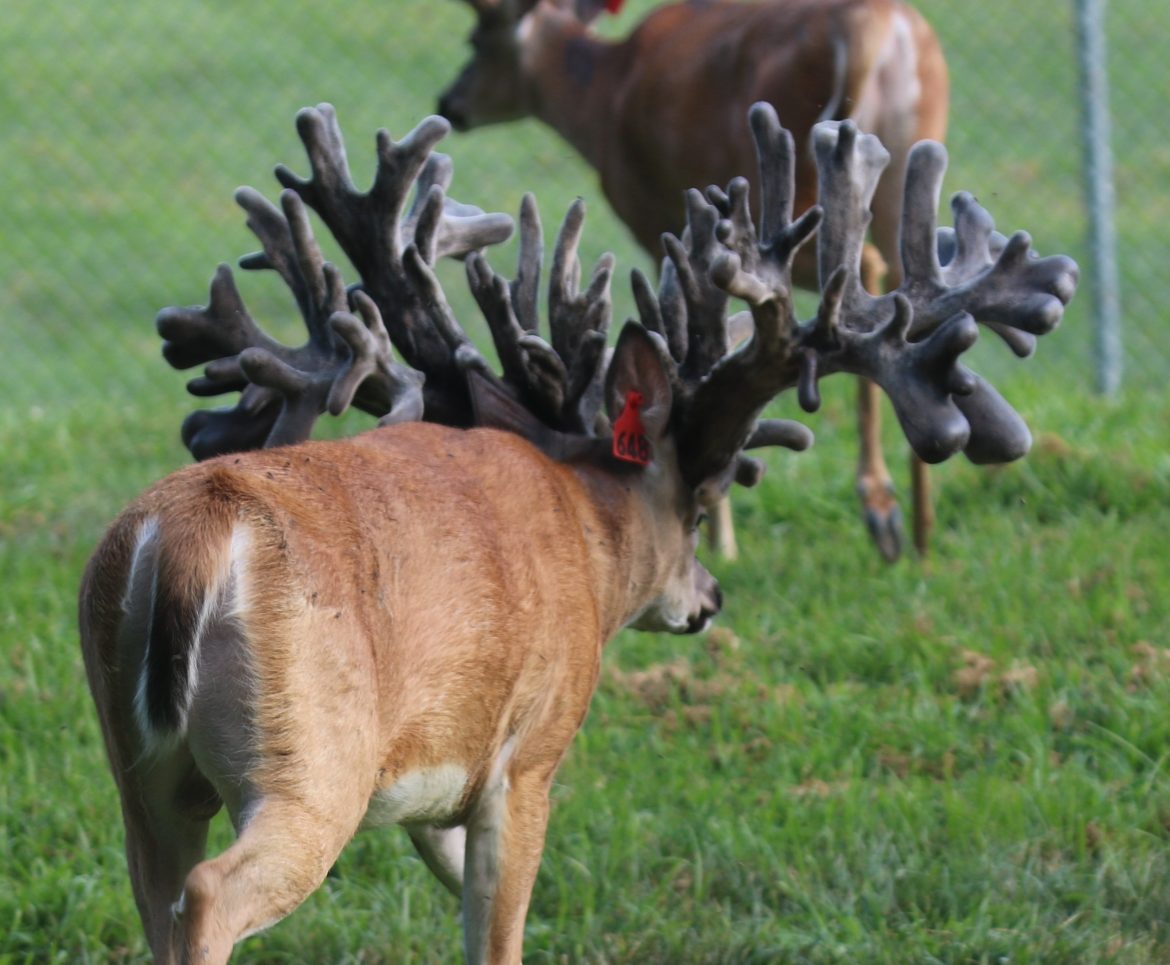 Jumbo Legacy @ 3 - Rocky Ridge Whitetails