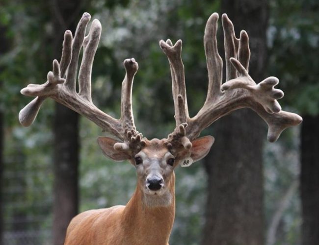 Breeder or Production Buck, head shoulders, antlers