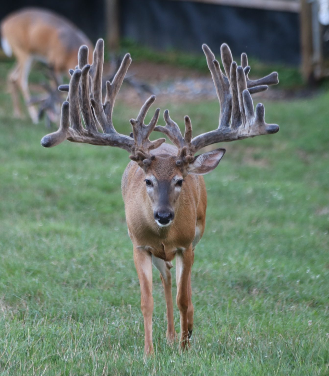 Jumbo Classic @ 2 - Rocky Ridge Whitetails