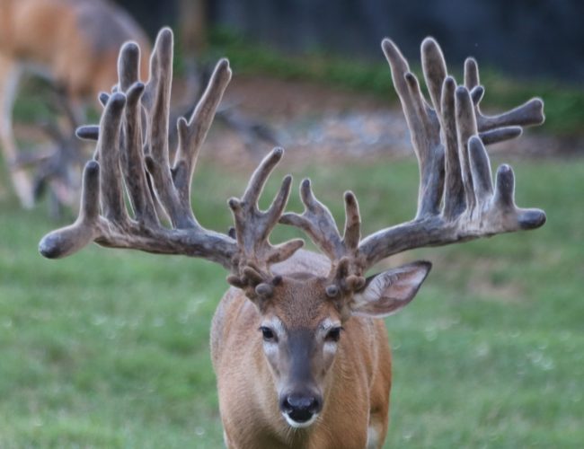 Breeder or Production Buck, head shoulders, antlers
