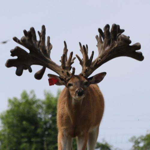 Breeder or Production Buck Head, antlers, shoulders