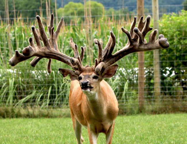 Breeder or Production Buck Head, antlers, shoulders