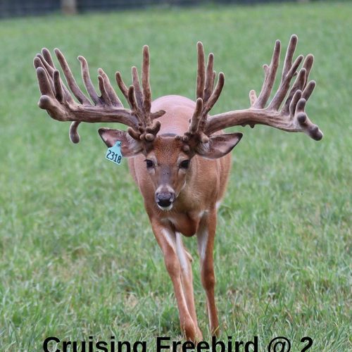 Cruising Freebird @ 2 web