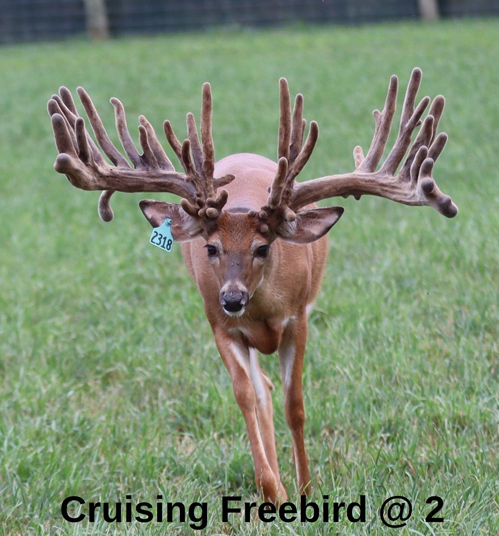 Cruising Freebird @ 2 web