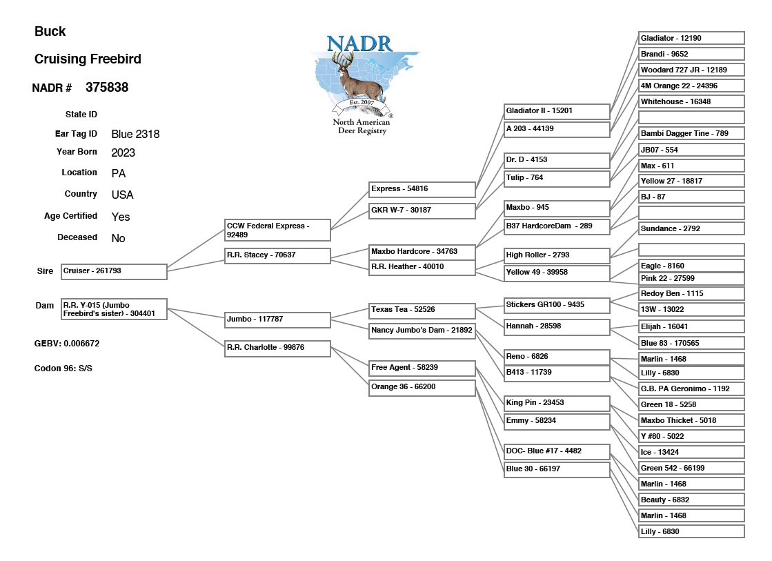 Cruising Freebird sheet