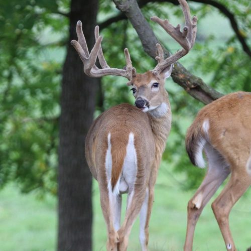 Higher Standard @ 1 web