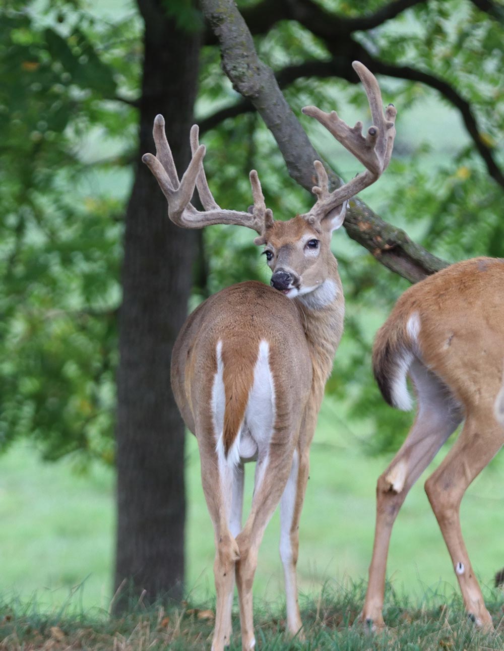 Higher Standard @ 1 web