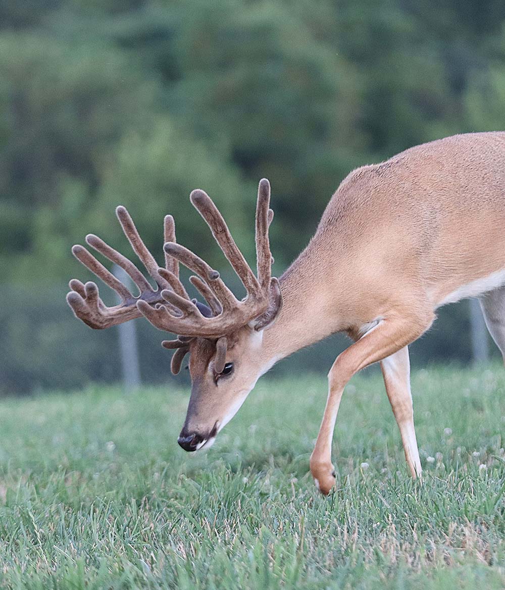 Mega star @ 1 .._ web