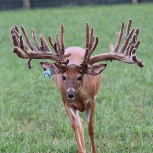 Cruising Freebird @ 2