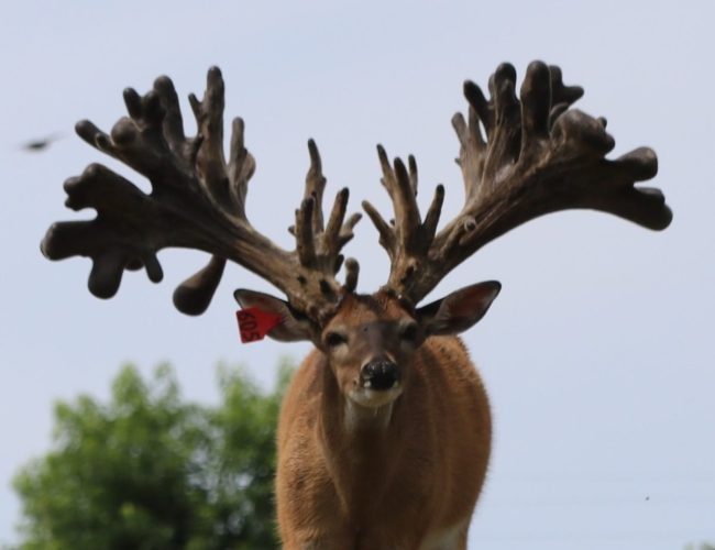 Jumbo Crown @ 4 July 13 m