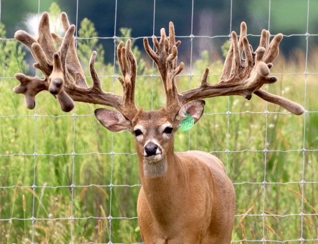 Mr. Massive @ 3 front view