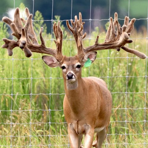 Mr. Massive @ 3 front view