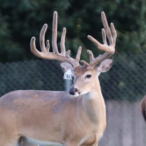 North Star (160) @ 1