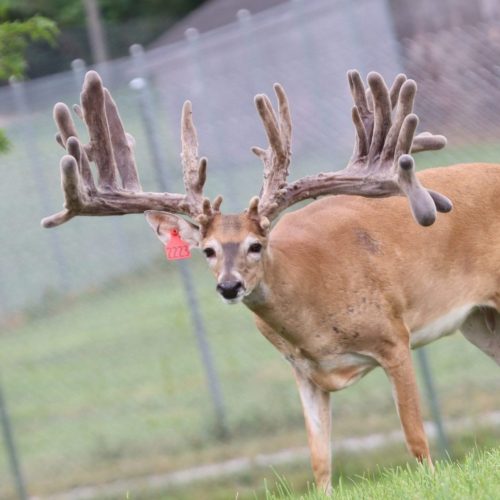 Russell (355) @ 3 7-26-25_