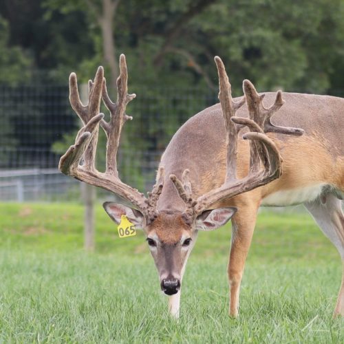 Skyrocket @ 2 ___ __