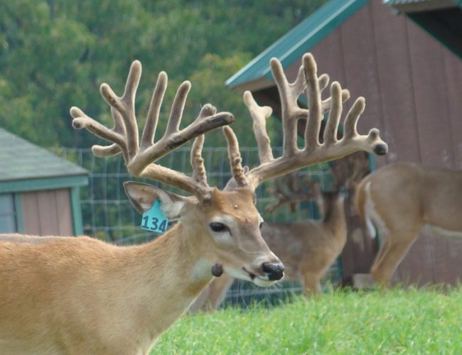 Black Gold @ 1 aDSC07117