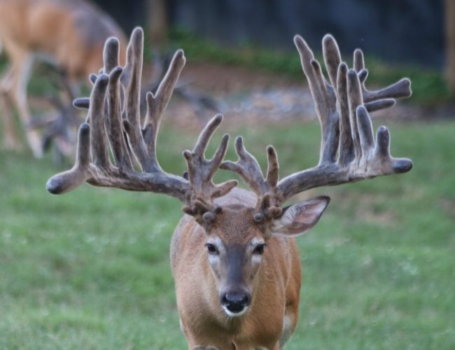 Jumbo Classic at 2 __