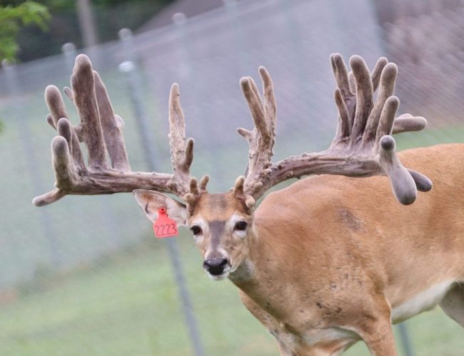 Russell (355) @ 3 7-26-25__