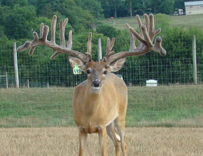 Jumbo Dream @ 1